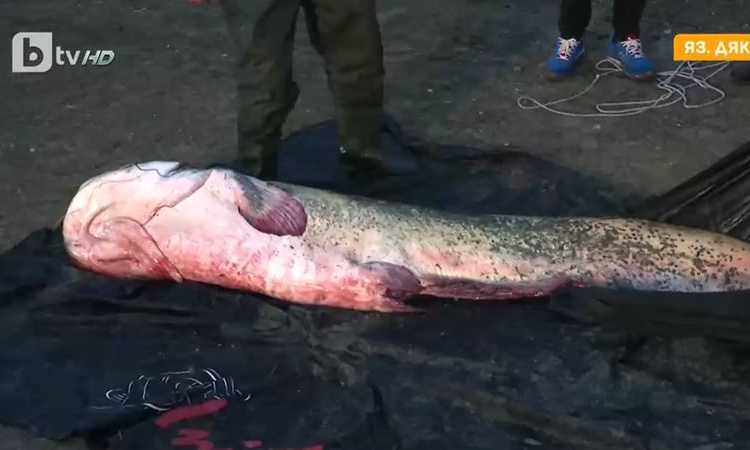 Уловиха сом гигант