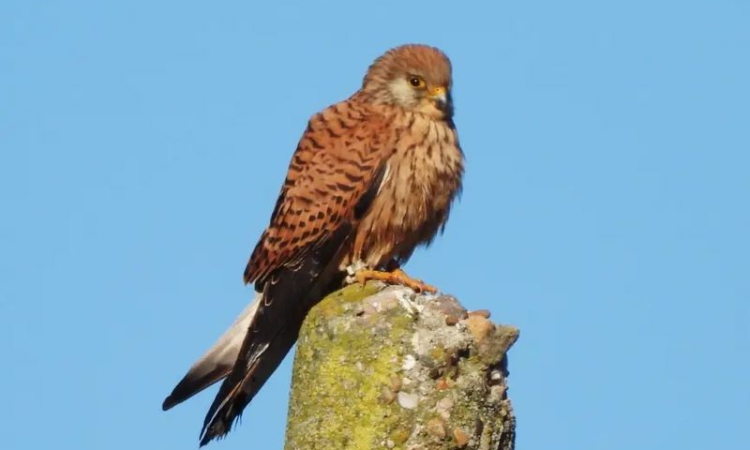 Прелетните птици се завръщат, пролетта настъпва постепенно!