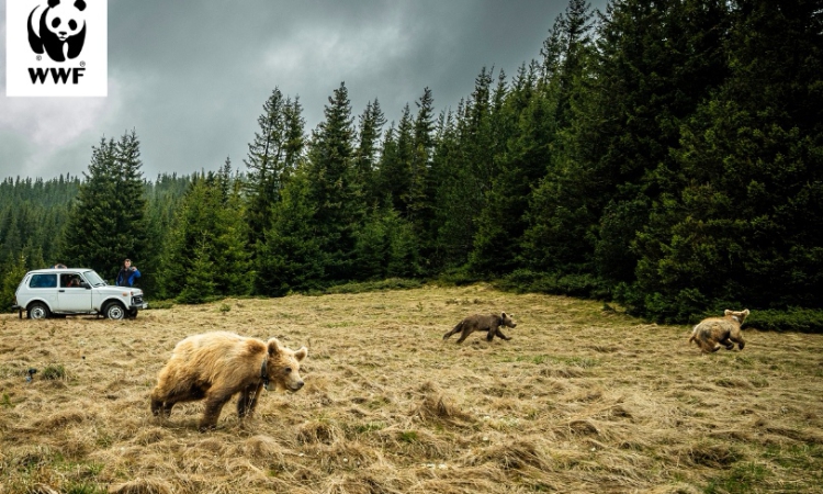 WWF: Спасяване на мечета в беда