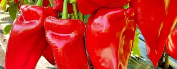 Новоразработени сортове домати и пипер отличиха ИЗК „Марица“ и ЦРСББ като иноватори и изобретатели за 2026 г.