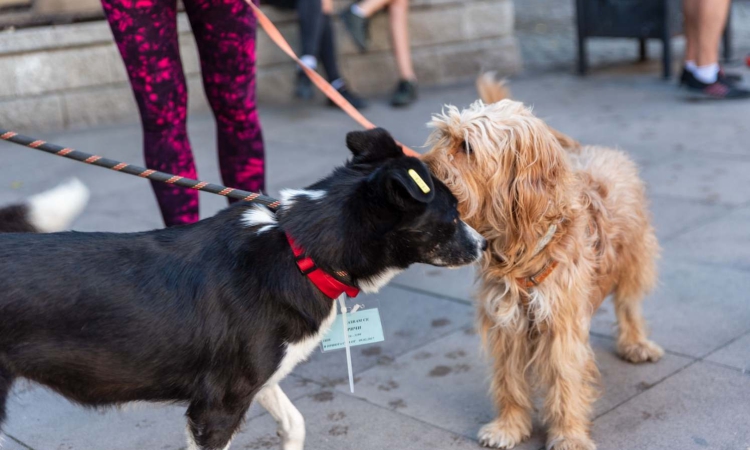 Започна инициативата „Регистрирай куче и спечели награда“