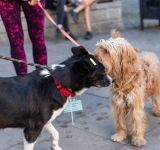 Започна инициативата „Регистрирай куче и спечели награда“