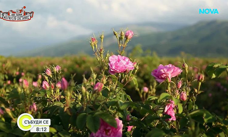 Розопроизводители започват кампанията на загуба